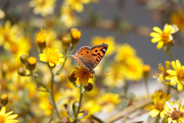 mariposa en planta flor en la primavera