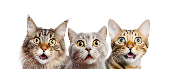Portrait of Three Surprised Cats (Maine Coon, British, Bengal). AI generative. Isolated on White Background.