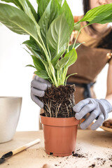 Closeup of Female gardener hands removes white peace lily, spathiphyllum houseplant from flowerpot. Caring of home green plants indoors, spring waking up, home garden, gardening blog