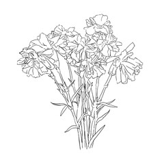 isolated hand drawn wither spray carnation flower on white background, floral vector illustration - 599246415