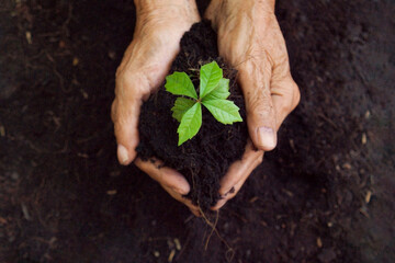 Top view. Hands of old people agriculture holding and care plant tree keep environment and nature, plants a tree and saving nature concept in black soil background. In economy holiday.