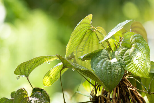 Stemona tuberosa roots and green leaves on nature background.