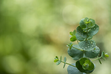 Eucalyptus gunnii or silver drop branch green leaves on nature background.