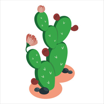 3d prickly pears cactus fruit with flowers. green Santa Rita Prickly Pear Cactus with red Flowers. Prickly pear cactus (Opuntia, ficus-indica, Indian fig opuntia) with fruits