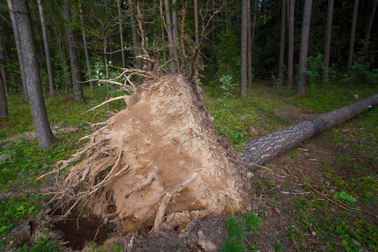 Uprooted tree showing shallow roots. Exposed roots of fallen tree after wind storm. Fallen pine tree in the forest. Tree lies on the ground after hurricane. View from the side of the damaged roots.