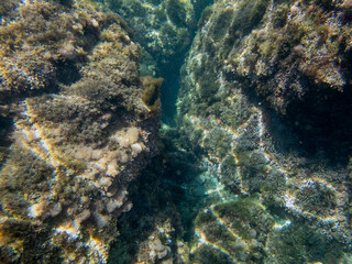 Naklejka na ściany i meble Vista subacquea del fondale marino con coralli e alghe.
