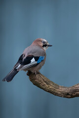 Birds. Eurasian jay in flight. Garrulus glandarius perching on branch.