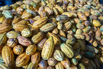 Ripe yellow cacao pods background, Top view of cocoa pods organic chocolate farm