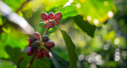 Close-up of red coffee beans ripening, fresh coffee, red berry branch,  agriculture on coffee tree