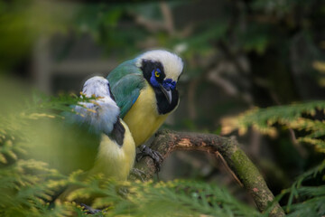 Inca Jay Perched in a Tree