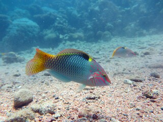 red sea fish and coral reef of blue hole dive in Egypt 