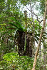 The lush foliage of Madagascar's Mantadia rainforest, Plant epiphyte growing on trees. Madagascar wilderness landscape