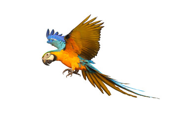 Colorful Blue and gold macaw parrot flying isolated on transparent background png file