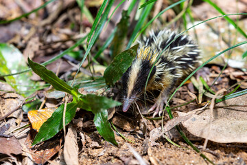 Lowland Streaked Tenrec (Hemicentetes Semispinosus), wild endemic animal in natural habitats...