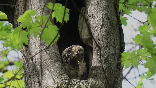 Slow motion video: Owl tries to clean the droppings from feathers with its clawed paw. Tawny or Brown Owl (Strix aluco)