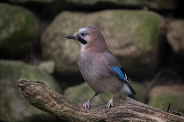 Birds. Eurasian jay in flight. Garrulus glandarius perching on branch.