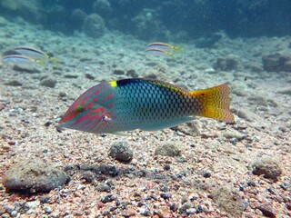red sea fish