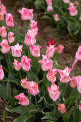 Fototapeta premium pink and white tulips