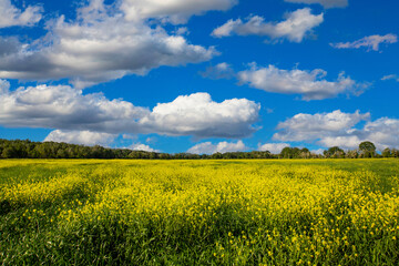 Fototapeta premium Yellow flower field landscape with cloudscape