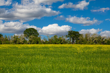 Obraz premium Yellow flower field landscape with cloudscape