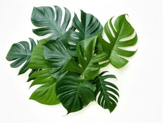 Stickers pour porte Monstera green leaves isolated on white