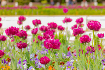 purple tulips in garden. floral street decor