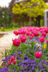 purple tulips and blue flowers in garden. floral street decor