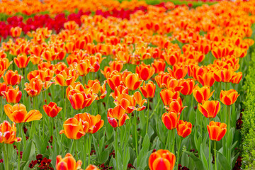orange tulips in floral garden, flowers field