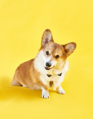 Corgi dog is dressed in a bow tie and sits on a yellow background