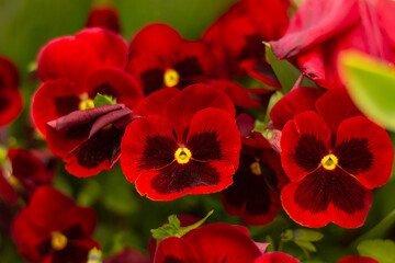 close up of red with viola flowers on flowerbed