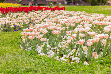 white and pink tulips in garden. floral street decor