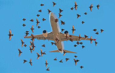 An airplane flying in the sky and surrounded by a flock of birds