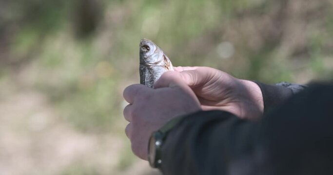 Man begins to eat dry salted fish in nature. He turns the ram in his hands, tears off fin. Close-up, day time.
