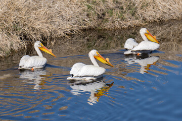 American White Pelicans swimming in the water