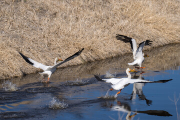 American White Pelicans taking off from the water