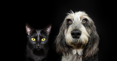 Portrait pets. Dog adult Blue Gascony Griffon  and black cat with serious expression face. Isolated on black dark background