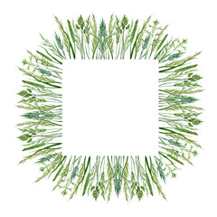 Obraz premium square frame from field herbs against white background.