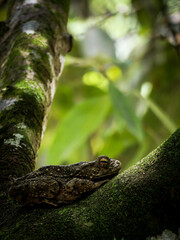 frog resting on tree trunk at rain forest park