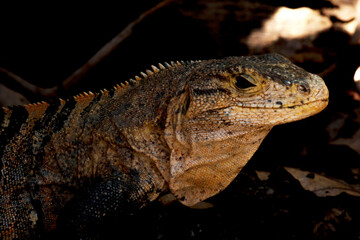 close up of a lizard in the dark