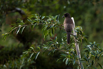 bird on a tree branch in the jungle