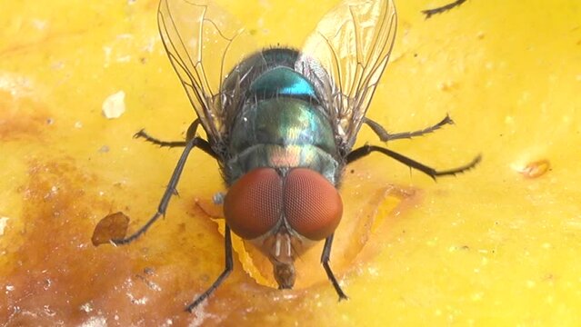 Close-up housefly eating mango fruit