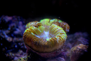 close-up Brain Coral known as Lobophyllia hemprichii it's underwater creature scene