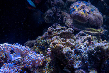 Naklejka na ściany i meble Soft corals in aquarium. Closeup Anthelia and Euphyllia corals in clean blue water. marine underwater life