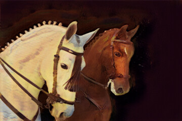 Two andalusian horses portrait, white and chestnut, on a black background. Pure Spanish thoroughbred with braided decorated mane and bridle. With space for the text, copy, lettering. Illustration.