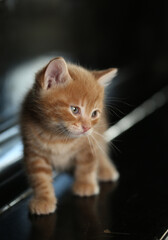 Breed red-haired, ginger kitten, cute domestic pet, black background at home. Kurilian Bobtail