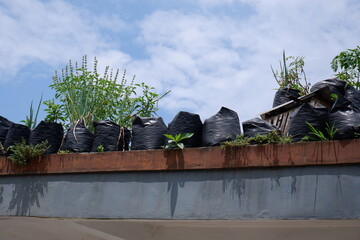 A low angle shot of different plants growing in plastic pots under the blue sky