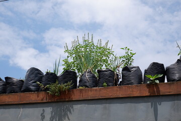 A low angle shot of different plants growing in plastic pots under the blue sky