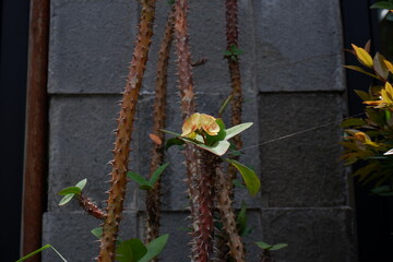 flowers in the garden