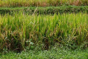 Close up view over rice field on land