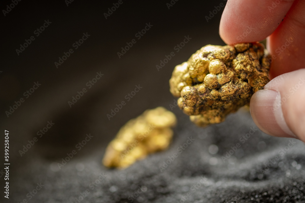 Wall mural mining man's hand holds a lump of pure gold from the mine and examines it on a black background.